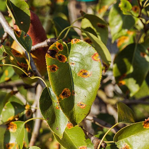 Γεωργικά φάρμακα